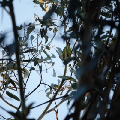 Lathamus discolor (Swift Parrot) at Hughes, ACT - 29 Apr 2021 by Ct1000