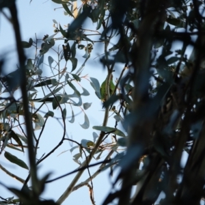 Lathamus discolor at Hughes, ACT - 29 Apr 2021