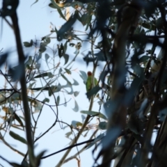 Lathamus discolor at Hughes, ACT - 29 Apr 2021