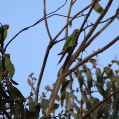 Lathamus discolor (Swift Parrot) at Hughes Grassy Woodland - 29 Apr 2021 by LisaH