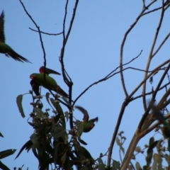 Lathamus discolor at Hughes, ACT - suppressed