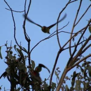 Lathamus discolor at Hughes, ACT - 29 Apr 2021