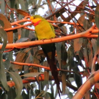 Polytelis swainsonii (Superb Parrot) at Hughes Grassy Woodland - 29 Apr 2021 by LisaH