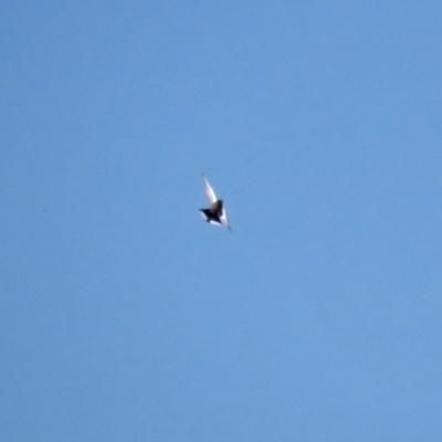 Artamus cyanopterus (Dusky Woodswallow) at Hume, ACT - 29 Apr 2021 by RodDeb