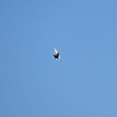 Artamus cyanopterus cyanopterus (Dusky Woodswallow) at Hume, ACT - 29 Apr 2021 by RodDeb