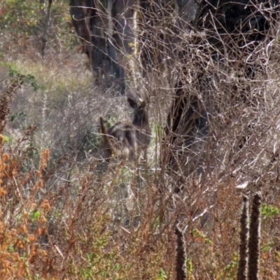 Macropus giganteus (Eastern Grey Kangaroo) at Hume, ACT - 29 Apr 2021 by RodDeb