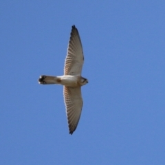 Falco cenchroides (Nankeen Kestrel) at Hume, ACT - 29 Apr 2021 by RodDeb