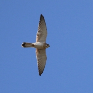 Falco cenchroides at Hume, ACT - 29 Apr 2021