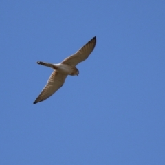 Falco cenchroides at Hume, ACT - 29 Apr 2021