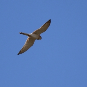 Falco cenchroides at Hume, ACT - 29 Apr 2021