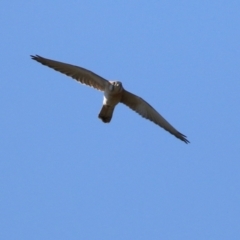 Falco cenchroides at Hume, ACT - 29 Apr 2021 01:47 PM