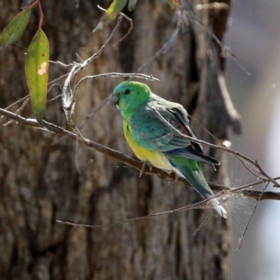 Psephotus haematonotus (Red-rumped Parrot) at Hume, ACT - 29 Apr 2021 by RodDeb