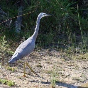 Egretta novaehollandiae at Hume, ACT - 29 Apr 2021