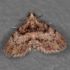 Unidentified Geometer moth (Geometridae) at Melba, ACT - 8 Jan 2021 by Bron