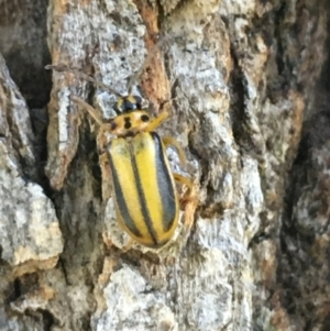 Xanthogaleruca luteola at Tharwa, ACT - 29 Apr 2021 02:12 PM