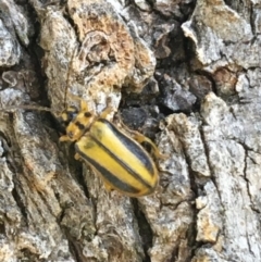 Xanthogaleruca luteola at Tharwa, ACT - 29 Apr 2021 02:12 PM