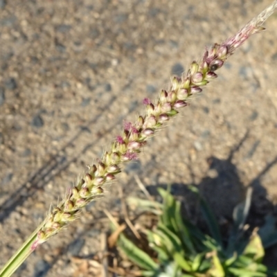 Setaria parviflora (Slender Pigeon Grass) at Reid, ACT - 29 Apr 2021 by JanetRussell