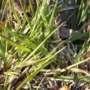 Setaria parviflora at Reid, ACT - 29 Apr 2021