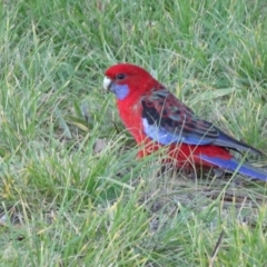 Platycercus elegans (Crimson Rosella) at City Renewal Authority Area - 29 Apr 2021 by JanetRussell