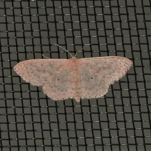 Scopula optivata at Wanniassa, ACT - 28 Apr 2021 10:18 PM