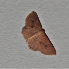 Epicyme rubropunctaria (Red-spotted Delicate) at Wanniassa, ACT - 28 Apr 2021 by JohnBundock