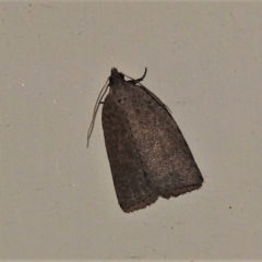 Tortricinae (subfamily) (A tortrix moth) at Wanniassa, ACT - 28 Apr 2021 by JohnBundock