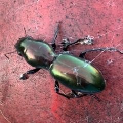 Promecoderus insignis (Carab beetle) at Murrumbateman, NSW - 29 Apr 2021 by SimoneC