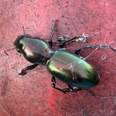 Promecoderus insignis (Carab beetle) at Murrumbateman, NSW - 29 Apr 2021 by SimoneC
