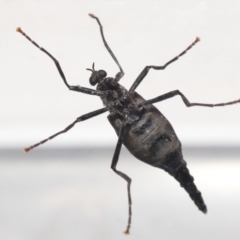 Boreoides subulatus at Evatt, ACT - 29 Apr 2021