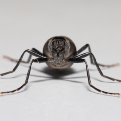 Boreoides subulatus at Evatt, ACT - 29 Apr 2021