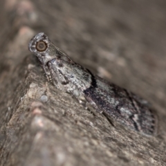 Cryptoblabes euraphella (Cryptoblabes euraphella) at Melba, ACT - 9 Jan 2021 by Bron