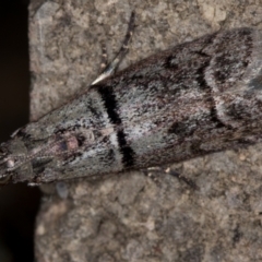 Cryptoblabes euraphella at Melba, ACT - 9 Jan 2021 03:35 AM