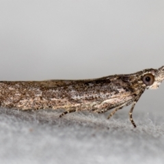 Etiella behrii (Lucerne Seed Web Moth) at Melba, ACT - 9 Jan 2021 by Bron