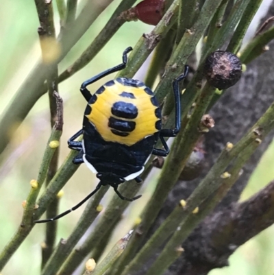 Commius elegans (Cherry Ballart Shield Bug) at Paddys River, ACT - 14 Apr 2021 by Tapirlord