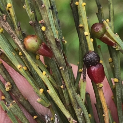 Exocarpos strictus (Dwarf Cherry) at Paddys River, ACT - 14 Apr 2021 by Tapirlord