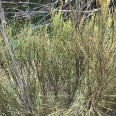 Exocarpos strictus at Paddys River, ACT - 14 Apr 2021