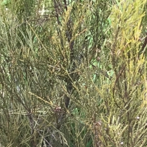 Exocarpos strictus at Paddys River, ACT - 14 Apr 2021