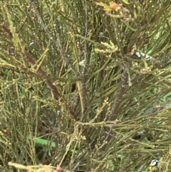 Exocarpos strictus at Paddys River, ACT - 14 Apr 2021