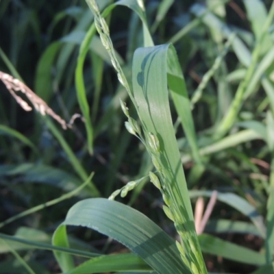 Ehrharta erecta (Panic Veldtgrass) at Monash, ACT - 4 Mar 2021 by michaelb