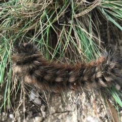 Pterolocera (genus) (Antheliid moth) at Paddys River, ACT - 14 Apr 2021 by Tapirlord