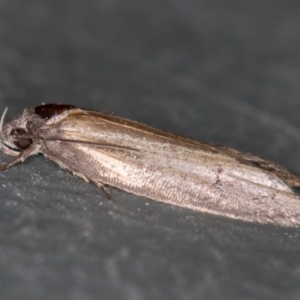 Oecophoridae (family) at Melba, ACT - 8 Jan 2021