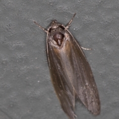 Oecophoridae (family) at Melba, ACT - 8 Jan 2021 11:31 PM