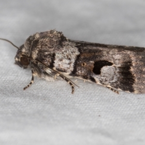 Thoracolopha flexirena at Melba, ACT - 8 Jan 2021 11:36 PM