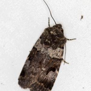 Thoracolopha flexirena at Melba, ACT - 8 Jan 2021 11:36 PM