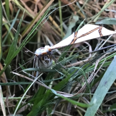 Thalaina clara (Clara's Satin Moth) at Wingecarribee Local Government Area - 26 Apr 2021 by gibgate2021