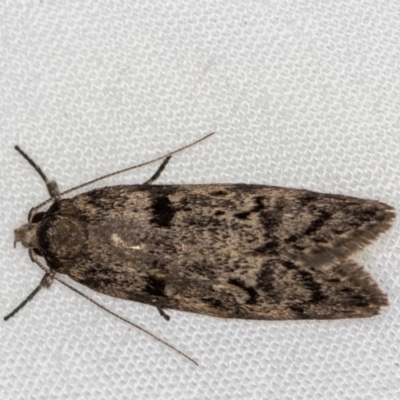 Philobota philostaura (A Concealer moth (Philobota group)) at Melba, ACT - 8 Jan 2021 by Bron