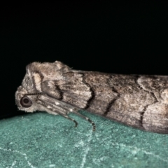 Stibaroma undescribed species (A Line-moth) at Melba, ACT - 7 Jan 2021 by Bron