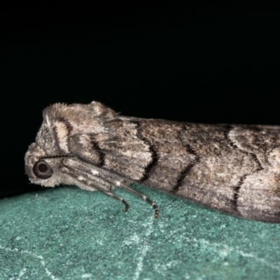 Stibaroma undescribed species (A Line-moth) at Melba, ACT - 6 Jan 2021 by Bron