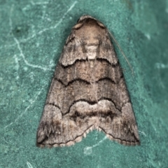 Stibaroma undescribed species at Melba, ACT - 7 Jan 2021 12:24 AM