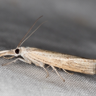 Culladia cuneiferellus (Crambinae moth) at Melba, ACT - 6 Jan 2021 by Bron